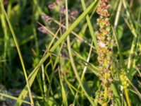 Triglochin maritima Störlinge ängar, Borgholm, Öland, Sweden 20150606_0250