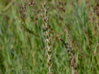 Triglochin maritima Stora Keholmen, Vallda Sandö, Kungsbacka, Halland, Sweden 20190716_0349