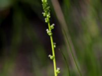 Triglochin palustris Gyetorpskärret, Kristianstad, Skåne, Sweden 20160628_0148