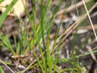 Triglochin palustris Gyetorpskärret, Kristianstad, Skåne, Sweden 20160628_0150