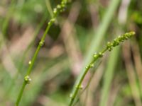 Triglochin palustris Gyetorpskärret, Kristianstad, Skåne, Sweden 20160628_0151