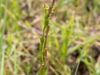 Triglochin palustris Gyetorpskärret, Kristianstad, Skåne, Sweden 20160628_0183