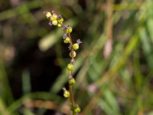 Juncaginaceae - Sältingväxter