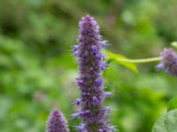 Agastache rugoa Katrinetorp, Malmö, Skåne, Sweden 20170827_0014