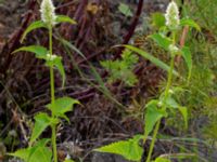 Agastache rugosa Gunnilse grusgrop, Angered, Göteborg, Västergötland, Sweden 20190716_0456