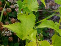 Agastache rugosa Gunnilse grusgrop, Angered, Göteborg, Västergötland, Sweden 20190716_0457