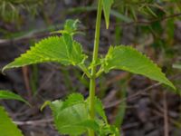 Agastache rugosa Gunnilse grusgrop, Angered, Göteborg, Västergötland, Sweden 20190716_0458