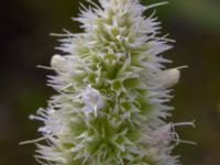 Agastache rugosa Gunnilse grusgrop, Angered, Göteborg, Västergötland, Sweden 20190716_0461