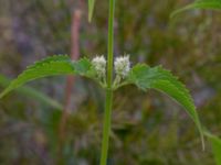 Agastache rugosa Gunnilse grusgrop, Angered, Göteborg, Västergötland, Sweden 20190716_0467