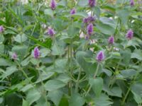 Agastache rugosa Spiggans plats, Malmö, Skåne, Sweden 20220714_0022