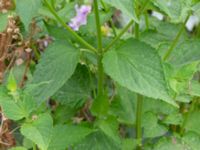 Agastache rugosa Spiggans plats, Malmö, Skåne, Sweden 20220714_0024