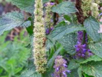 Agastache rugosa Svedala jorddeponi, Svedala, Skåne, Sweden 20231021_0092