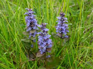 Ajuga reptans - Bugle - Revsuga