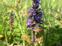 Ajuga reptans Hamnen, Klagshamns udde, Malmö, Skåne, Sweden 20190520_17