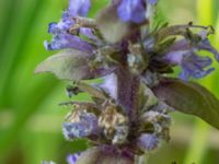 Ajuga reptans Hamnen, Klagshamns udde, Malmö, Skåne, Sweden 20230518_0048