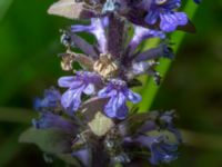 Ajuga reptans Hamnen, Klagshamns udde, Malmö, Skåne, Sweden 20230518_0050