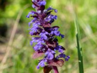 Ajuga reptans Ulricedal, Malmö, Skåne, Sweden 20200511_0016