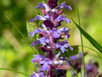 Ajuga reptans Ulricedal, Malmö, Skåne, Sweden 20200511_0017