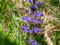 Ajuga reptans Ulricedal, Malmö, Skåne, Sweden 20200511_0022