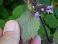 Ballota nigra ssp. nigra Åkerlund och Rausings väg, Lund, Skåne, Sweden 20170727_0003