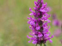 Betonica officinalis Kungsmarken, Lunnd, Skåne, Sweden 20160701_0020