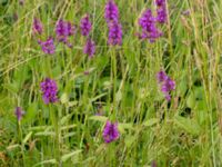 Betonica officinalis Säbyholmsvägen, Landskrona, Skåne, Sweden 20170708_0060