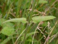 Betonica officinalis Säbyholmsvägen, Landskrona, Skåne, Sweden 20170708_0061