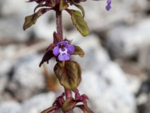 Clinopodium acinos - Basil Thyme - Harmynta