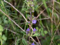 Clinopodium acinos Borrebacke, Malmö, Skåne, Sweden 20160712_0001