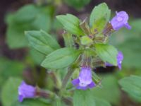 Clinopodium acinos Lokstallarna, Kirseberg, Malmö, Skåne, Sweden 20150727_0018