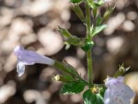 Clinopodium nepeta Östra kyrkogården, Malmö, Skåne, Sweden 20190825_0041