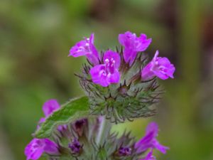 Clinopodium vulgare - Wild Basil - Bergmynta