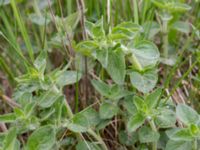 Clinopodium vulgare Hilleshögs dalar, Landskrona, Skåne, Sweden 20160514_0028