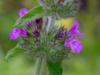 Clinopodium vulgare Ulricedal, Malmö, Skåne, Sweden 20190701_0060