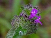 Clinopodium vulgare Ulricedal, Malmö, Skåne, Sweden 20190701_0061