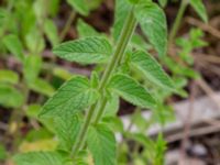 Clinopodium vulgare Ulricedal, Malmö, Skåne, Sweden 20190701_0062