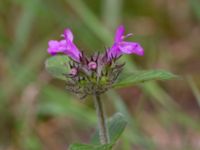 Clinopodium vulgare Ulricedal, Malmö, Skåne, Sweden 20190819_0012