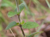 Clinopodium vulgare Ulricedal, Malmö, Skåne, Sweden 20190819_0013