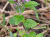 Clinopodium vulgare Ulricedal, Malmö, Skåne, Sweden 20190819_0014