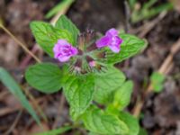 Clinopodium vulgare Ulricedal, Malmö, Skåne, Sweden 20190819_0015