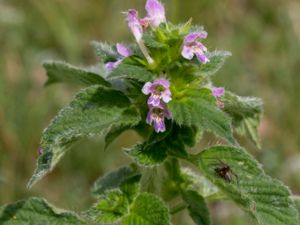 Galeopsis bifida - Lesser Hemp-nettle - Toppdån