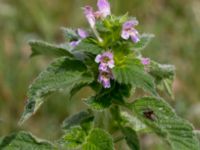 Galeopsis bifida Gyetorpskärret, Kristianstad, Skåne, Sweden 20160628_0189