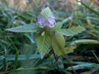 Galeopsis bifida Toarp, Malmö, Skåne, Sweden 20181103_21