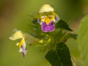 Galeopsis speciosa - Large-flowered Hemp-Nettle - Hampdån