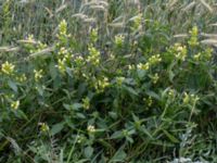 Galeopsis speciosa Dagstorps mosse, Kävlinge, Skåne, Sweden 20160707_0056