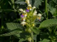 Galeopsis speciosa Jordhögar S grodreservatet, Norra hamnen, Malmö, Skåne, Sweden 20170625_0032