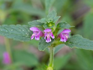 Galeopsis tetrahit - Common Hemp-Nettle - Pipdån