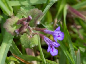 Glechoma hederacea - Ground-ivy - Jordreva