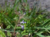 Glechoma hederacea Borstabäcken, Eslöv, Skåne, Sweden 20160505_0050