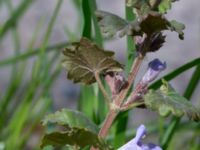 Glechoma hederacea Borstabäcken, Eslöv, Skåne, Sweden 20160505_0053